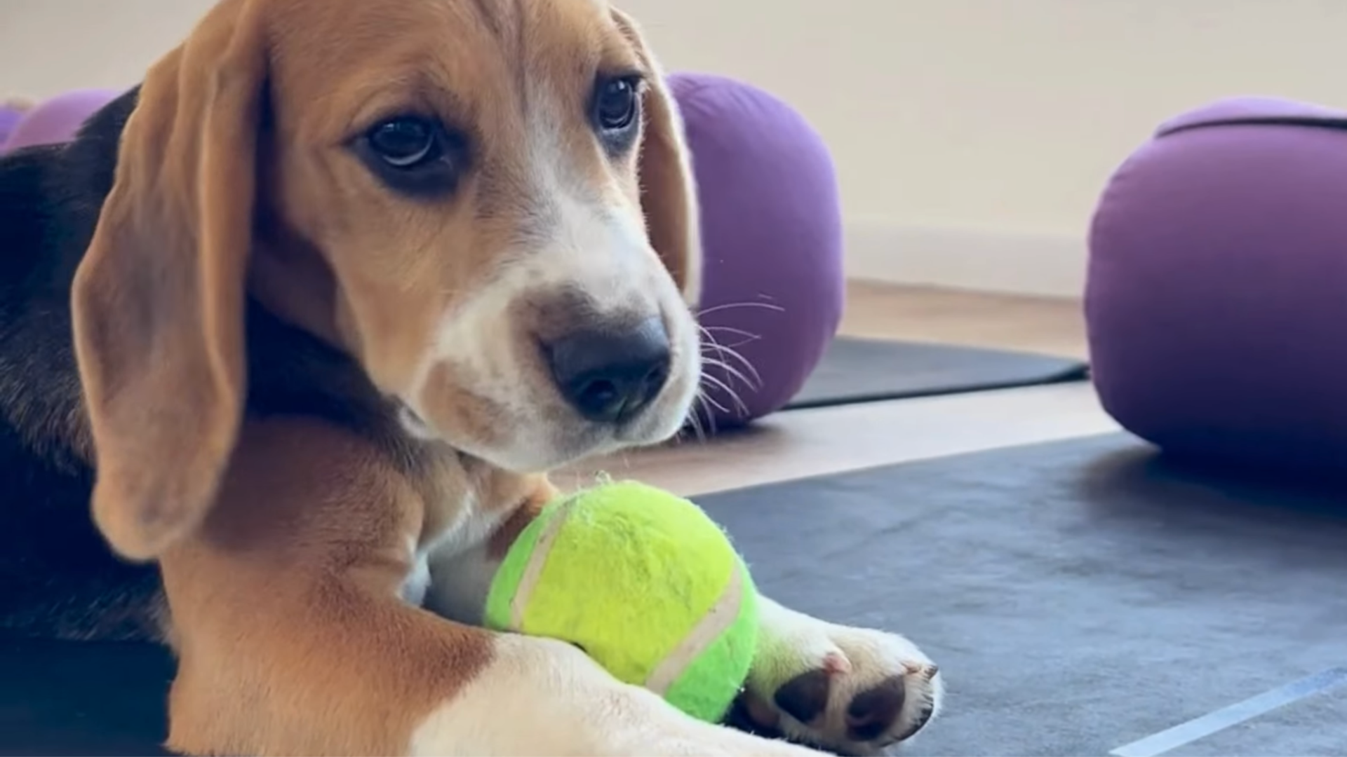 Puppy Yoga – czym jest i na czym polega joga ze szczeniaczkami?